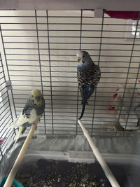 Male and Female Budgies (Both for $50 no cage) 