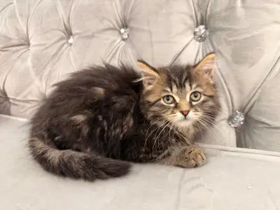 ❤️ Siberian kittens ❤️(437) 292-1163, View more