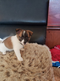 Puppies for sale