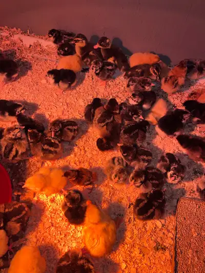 heritage chicks, View more