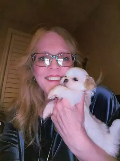 Shih tzu puppies  born on February 3, View more