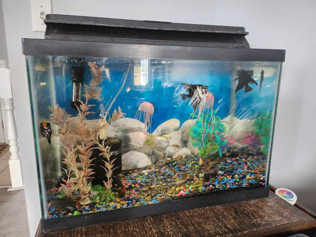 20 gal tank everything included in Fish for Rehoming in Vernon