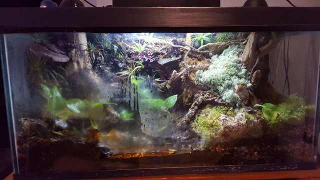 90 gal bioactive reptile tank in Reptiles & Amphibians for Rehoming in Norfolk County - Image 2