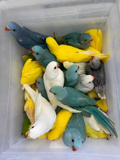 Indian Ringneck Babies for sale, View more