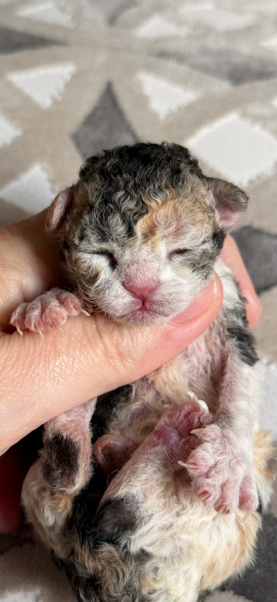Devon rex kittens available girls and boys, View more