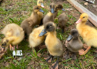Ducks April 5th