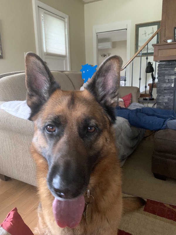 Purebred German Shepherd male (neutered) 5 yrs old needs a home! Dogs & Puppies for Rehoming