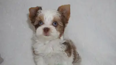 4 Yorkie Boys Available, Ready to be rehomed, View more