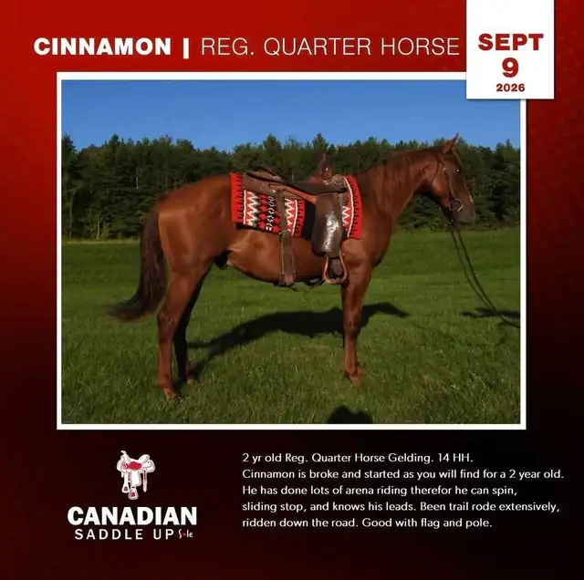 Broke Horses For Sale in Horses & Ponies for Rehoming in Owen Sound - Image 4