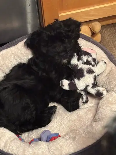 CKC registered purebred Havanese Puppies, View more