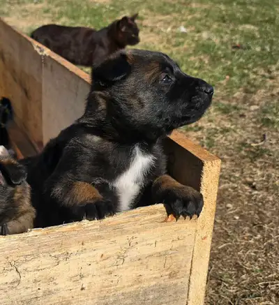 (Photos of the older pups are from previous litters) CKC Registered Belgian Malinois Puppies Odin ×...