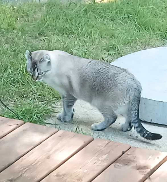 Magnifiques Highland lynx dans Chats et chatons à adopter  à Laurentides - Image 3