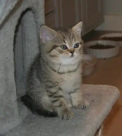 British Shorthair Kittens - Purebred, View more