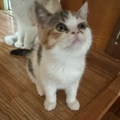 1 female cat looks for a new home!, View more