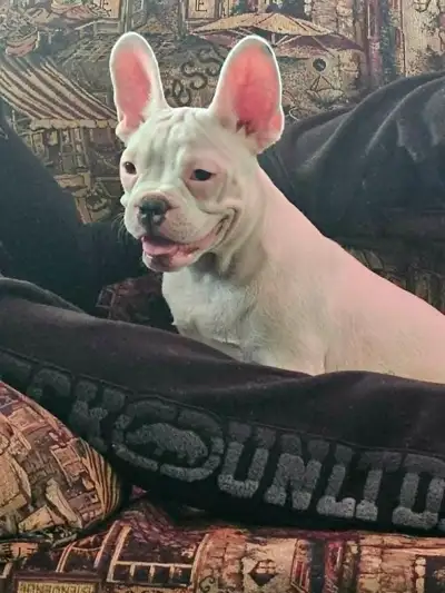Chiot Frenchton Blanc avec quelques taches noires, View more