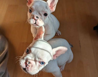Platinum merle French bulldog puppies for sale CKC registered 