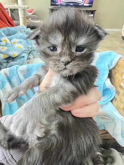 We have 2 new litters born of black smoke and bi colour kittens with the possibility of blue eyes th...