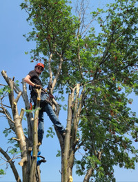 James' Land Services Professional Tree Care