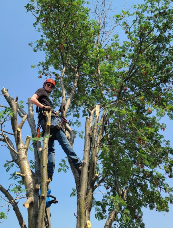 James' Land Services Professional Tree Care in Lawn, Tree Maintenance & Eavestrough in Edmonton