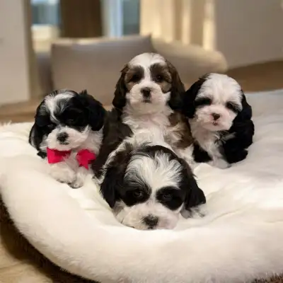 poodle mix, View more