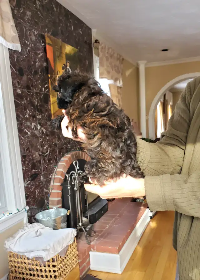 Yorkie poo- SOLD!!! in Dogs & Puppies for Rehoming in Oakville / Halton Region - Image 6