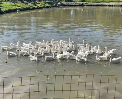 goose for sale, View more