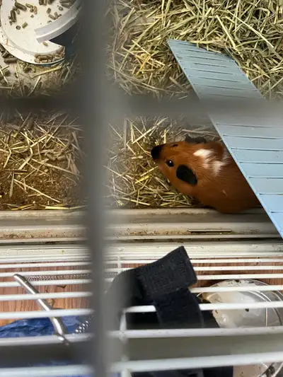 free female Gini pig ,2 months old , View more