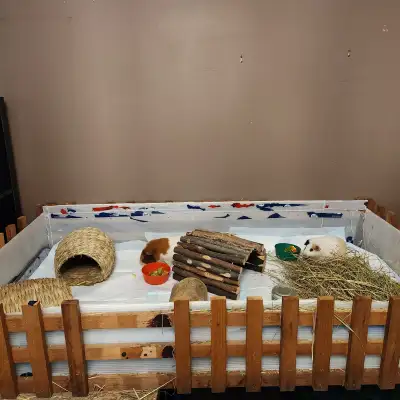 Guinea pigs in need of rehoming!, View more