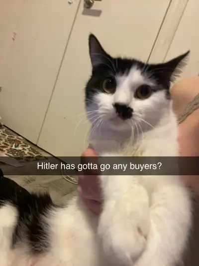 Hitler needs a good home, View more