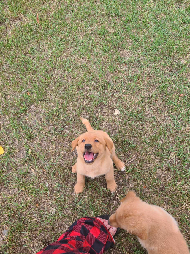 Awesome Family Puppies! in Dogs & Puppies for Rehoming in Brandon - Image 3