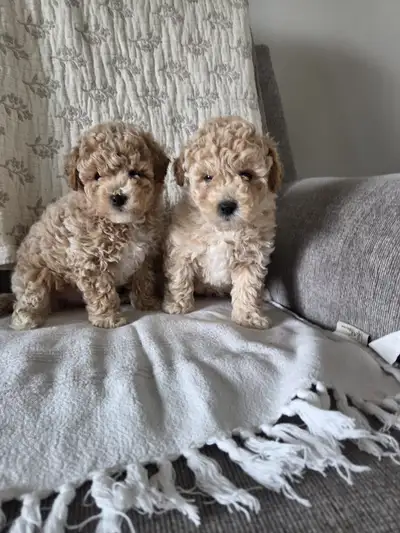 Adorable Minature Bichonpoo Puppies, View more