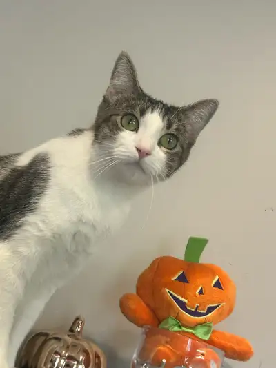  2 young cats need a forever home , View more