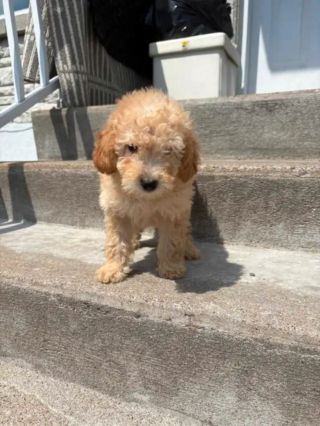 Mini Maltipoo in Dogs & Puppies for Rehoming in City of Montréal - Image 3