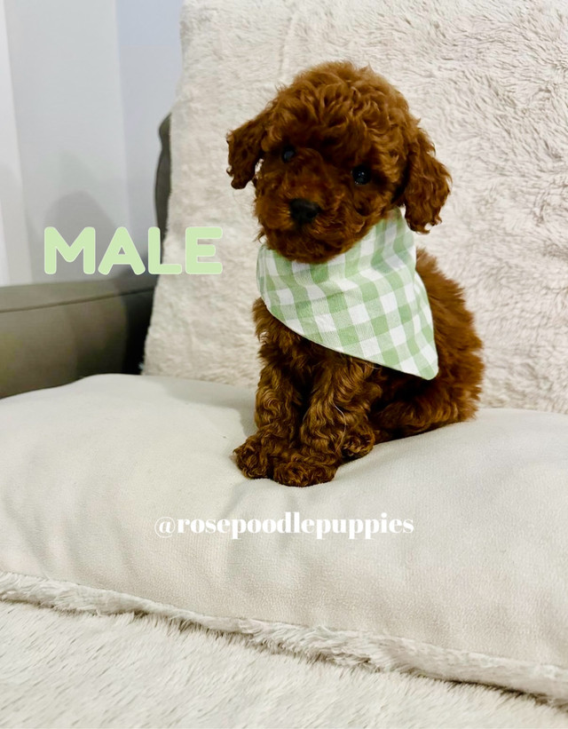 Purebred Toy Poodle Puppies Available in Dogs & Puppies for Rehoming in Oshawa / Durham Region - Image 4