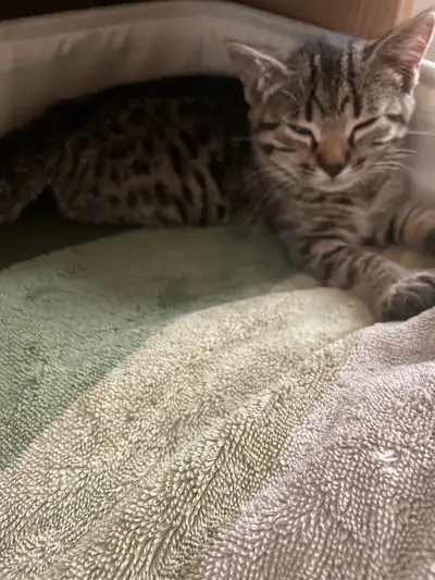 Beau petit bébé, très colleux et affectueux. Près à partir dans sa nouvelle famille pour la vie. Déj...