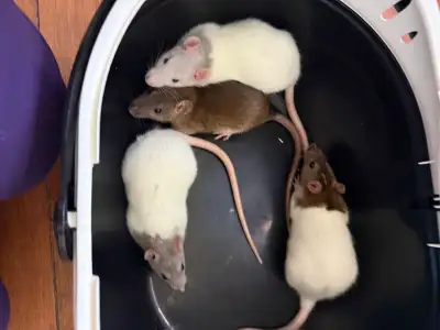 Lucky baby rats found under bridge and ready for homes, View more