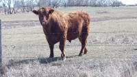 3 year old Red Angus Bull