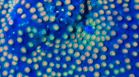 JF Party Crasher Cyphastrea - Saltwater Coral