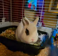 Bunny/Rabbit for rehoming, comes with everything he needs