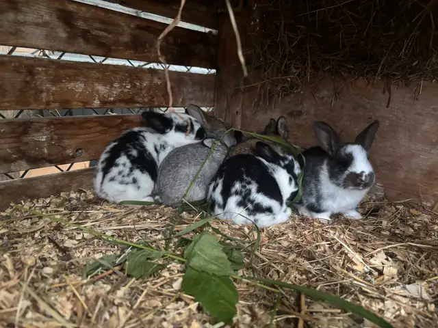 Bébé lapin nains croisés in Small Animals for Rehoming in Trois-Rivières - Image 4