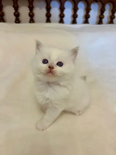 TICA REGISTERED RAGDOLL/CHERUBIN KITTENS, View more