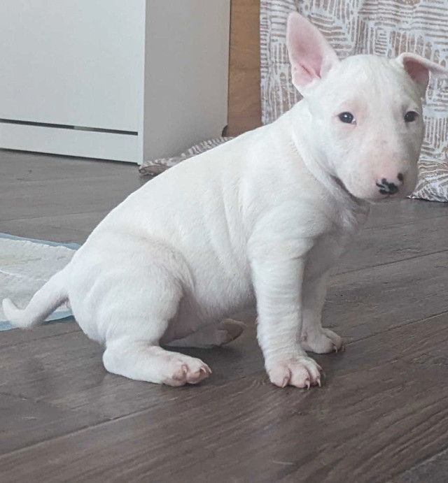 Bullterrier Puppies in Dogs & Puppies for Rehoming in Oakville / Halton Region - Image 2