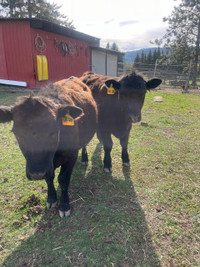 Lowline Steer and Heifer 