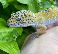Geckoleopards 