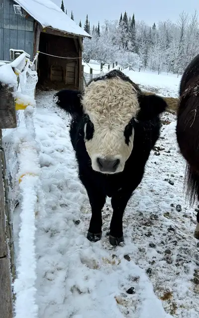Wonderful heifer bull by a purebred Hereford, out of a sweet Galloway/Lowline Black Angus cow. Ernie...