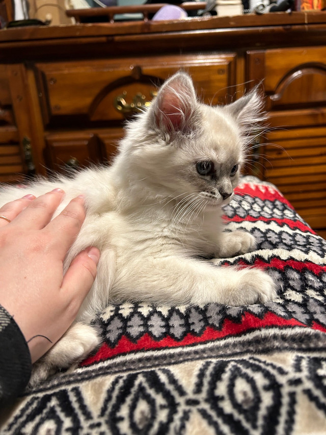 Gorgeous Lynx Point Female Ragdoll in Cats & Kittens for Rehoming in City of Toronto - Image 3