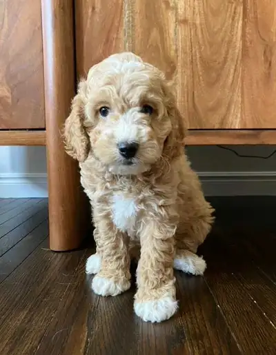 Cockapoo puppies, View more