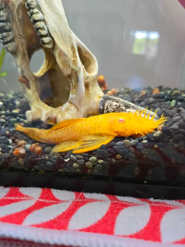 albino bristlenose pleco in Fish for Rehoming in Laurentides - Image 4