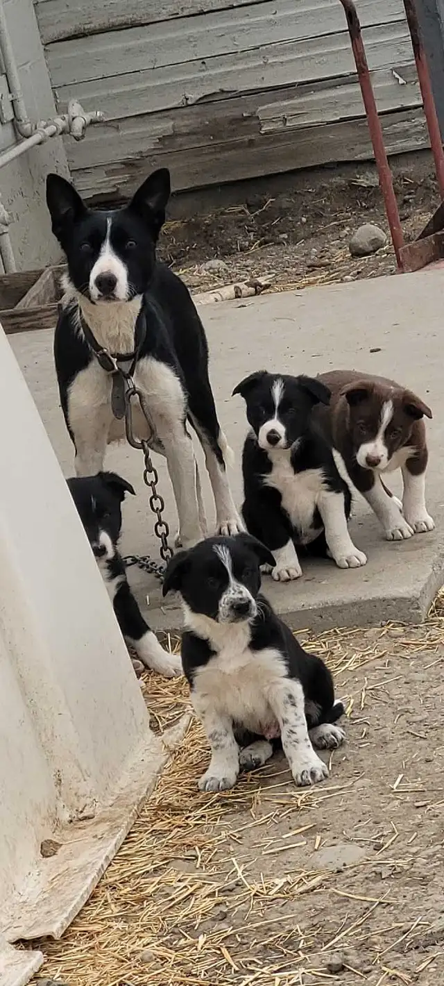 ranch hands 64840291674627120