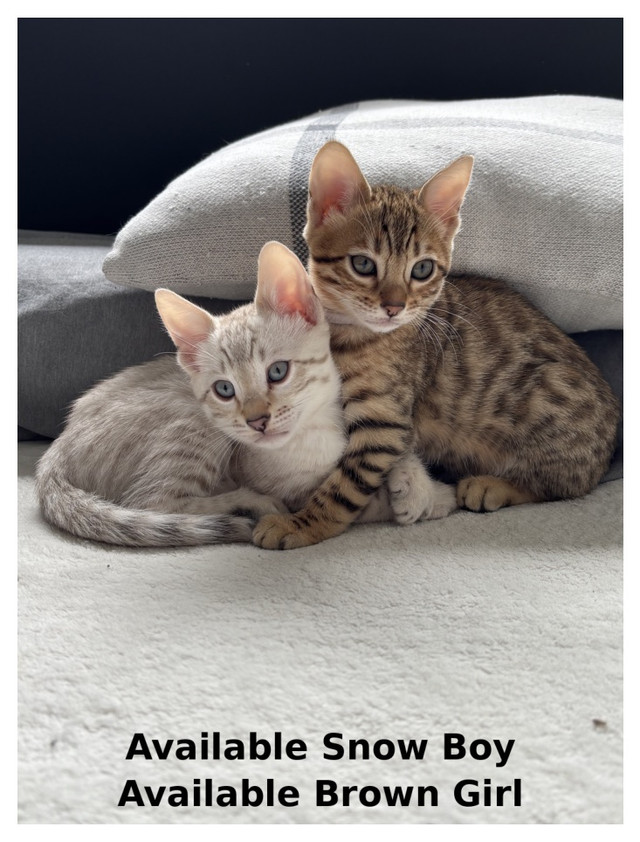 TICA Bengal Kittens in Cats & Kittens for Rehoming in Moncton - Image 2